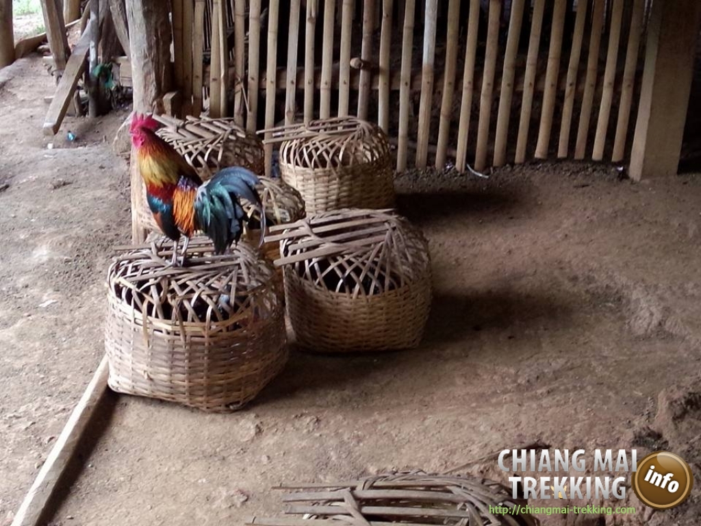 Natalie & friend | Chiang Mai Trekking | The best trekking in Chiang Mai with Piroon Nantaya